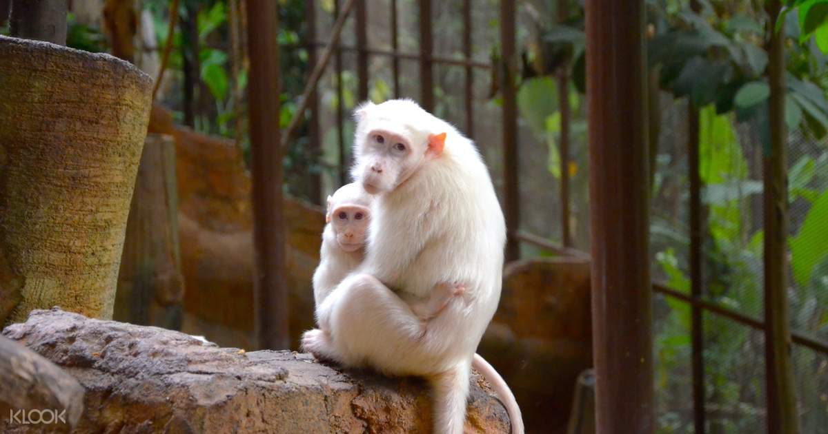 KL Tower Mini Zoo Discount Ticket in Kuala Lumpur, Malaysia Klook